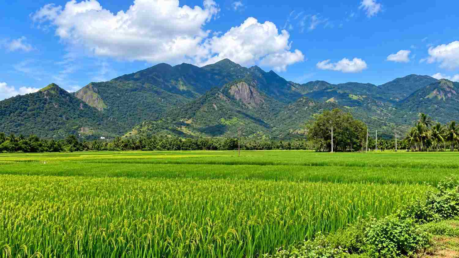 Tenkasi